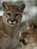 Ten-Month-Old Mountain Lion and its Mother