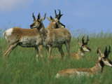 A Group of Pronghorns in Buffalo Gap National Grassland