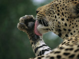 A Leopard Uses Tongue against Paw to Groom Himself