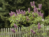 Lilac Blossoming Near a Fence