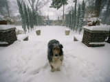 A Forlorn and Snow-Dusted Collie on the Front Porch of a House
