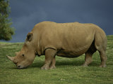 A Southern White Rhino at the San Diego Wild Animal Park