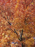 A Claret Ash Tree in its Autumn Colors