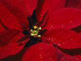 A Close View of Dew Drops on a Poinsettia Plant