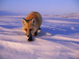An Arctic Fox