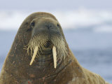 Whiskers and Tusks Adorn the Face of an Adult Atlantic Walrus