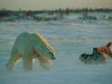 A Polar Bear (Ursus Maritimus) and Two Dogs Engage in a Confrontation