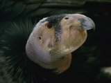 A Young California Condor, the First Hatchling Born in Captivity