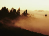 Buy Gold-Tinted Clouds Obscure Everything But a Few Silhouetted Trees at AllPosters.com