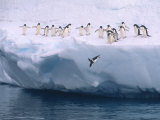 A Group of Adelie Penguins Taking Turns Leaping off an Iceberg