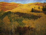 Buy Autumn View of Aspens, Oaks, and Evergreens at AllPosters.com