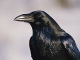 A Portrait of a Blackbird