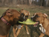 Three Boxer Dogs Play Tug-Of-War with a Frisbee