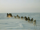 Huskies Carry a Sled Across Windblown Ice During an Expedition Traversing the North Pole
