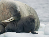 A Female Walrus Nuzzles Her Infant