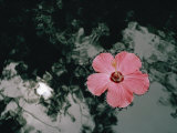 Buy Hibiscus Flowers at AllPosters.com