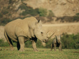A Captive Southern White Rhinoceros Guards its Young