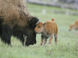 Buy A Female Bison Stands Patiently as Her Young Calf Plays with Her Horns at AllPosters.com