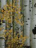 Autumn Foliage and Tree Trunks of Quaking Aspen Trees in the Crested Butte Area of Colorado