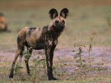 Buy Cape Hunting Dog in Chobe National Park at AllPosters.com