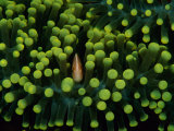 A Clown Fish (Amphiprion Bicinctus) Hiding in Anemones