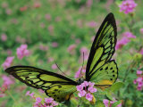 A Captive Birdwing Butterfly Lands on a Pink Flower
