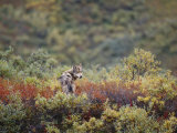 An Arctic Wolf Rests Among Wildflowers