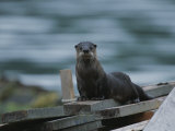 A River Otter Perched on Planks of Wood in Knight Inlet