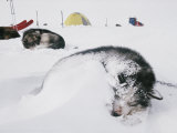 Huskies Curl up for a Nap in the Snow