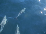 Dolphins Swimming in Bay with Sun Reflecting on Waters Surface