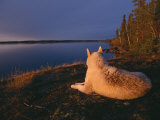 A White Husky Gazes at the Water