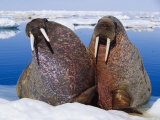 Two Atlantic Walrus Bulls Rest on Drifting Pack Ice