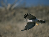 A Northern Harrier Hawk in Flight
