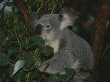 A Koala Clings to a Eucalyptus Tree in Eastern Australia
