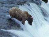 A Young Grizzly Bear (Ursus Arctos Horribilis) Wades Down a Waterfall