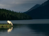 A Horse Drinks from a Lake