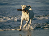 Buy A Labrador Retriever Runs Along the Shoreline with a Stick in its Mouth at AllPosters.com