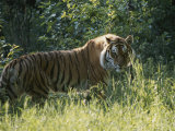 A Tiger in the Grass