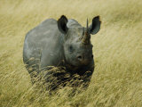 A Straight on View of a Rhinoceros in a Field of Tall Grass