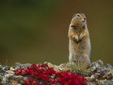 An Arctic Ground Squirrel (Spemophilus Parryii) on a Bed of Kinickinik Vegetation