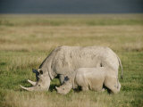 Black Rhinoceroses in the Grasslands of Ngorongoro Crater