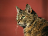 A Portrait of a Pet Tabby Cat