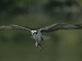 An Osprey in Flight with a Catch in its Talons