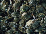 Buy Crabs Caught in the Grasses off Smith Island at AllPosters.com