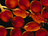 Red Salmon Fish Eggs in Different Stages of Development