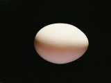 An Egg