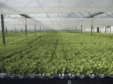 Buy Hydroponic Lettuce is Grown in an Acre of Greenhouse Troughs at AllPosters.com