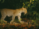 Picture of a Patrolling Leopard Taken by a Camera Trap