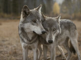 A Couple of Gray Wolves, Canis Lupus, Stand Next to One Another
