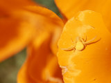 A Goldenrod Spider Waits for Prey on a California Poppy Flower